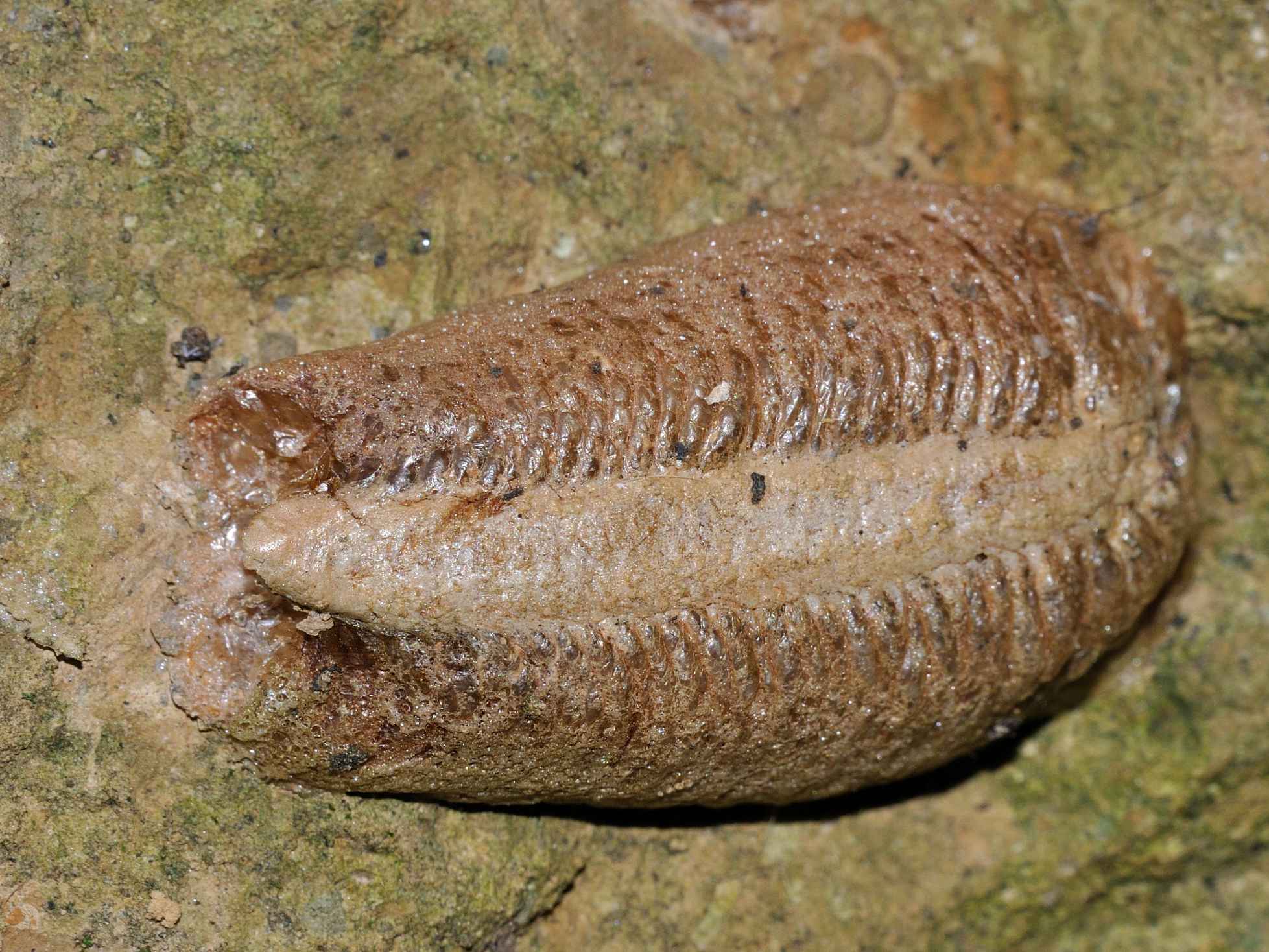 Ooteca di Mantis religiosa